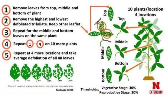 Estimating Soybean Leaf Defoliation